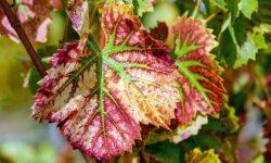NAK-HNT: the countryside has joined forces to protect Hungarian vineyards