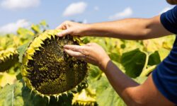 Aszály, gyenge termés, technológiai áttörések – így zárult a 2025-ös agrárszezon