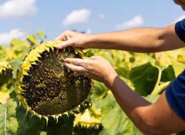 Aszály, gyenge termés, technológiai áttörések – így zárult a 2025-ös agrárszezon