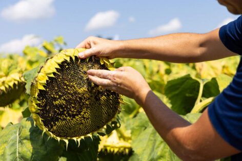 Aszály, gyenge termés, technológiai áttörések – így zárult a 2025-ös agrárszezon
