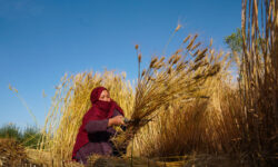 Csökkent a FAO élelmiszerár-indexe októberben, rekordközeli gabonakészletek várhatóak