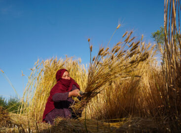 Csökkent a FAO élelmiszerár-indexe októberben, rekordközeli gabonakészletek várhatóak