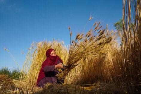 FAO food price index falls in October, near-record cereal stocks expected