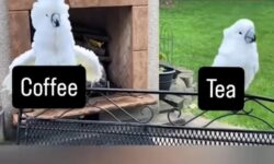 A kávé és a tea hatása közötti különbség – A nap videója