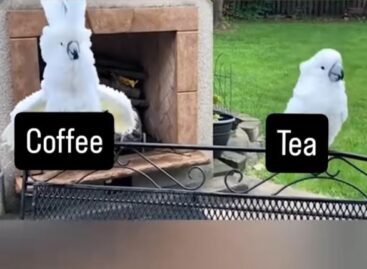 A kávé és a tea hatása közötti különbség – A nap videója