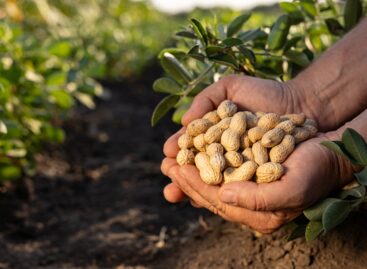 A Mars 5 millió dollárt fektet úttörő agrártudományi kutatásokba a földimogyoró jövőjének érdekében