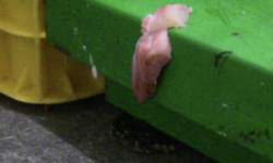 Nébih inspected factories producing both gyro skewers and raw materials – the operation of one factory was immediately suspended