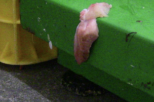 Nébih inspected factories producing both gyro skewers and raw materials – the operation of one factory was immediately suspended