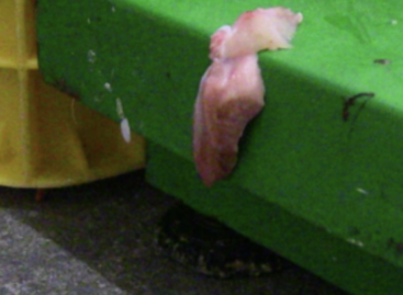 Nébih inspected factories producing both gyro skewers and raw materials – the operation of one factory was immediately suspended