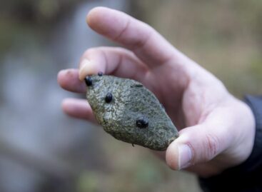 AM: megkezdődött Magyarország legértékesebb vízicsiga-élőhelyének fejlesztése