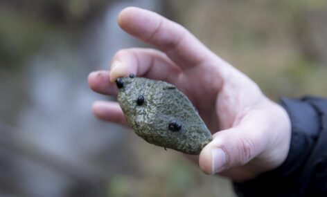 AM: megkezdődött Magyarország legértékesebb vízicsiga-élőhelyének fejlesztése