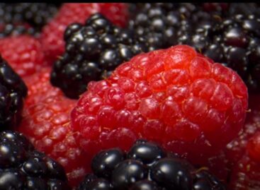 (HU) Nagyonközelképek – A nap videója