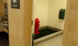 (HU) Kutyaillemhely az állatbarát étteremben – A nap képe