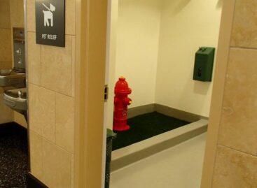 (HU) Kutyaillemhely az állatbarát étteremben – A nap képe