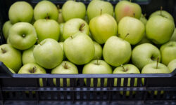 Bajban a hazai almatermelők