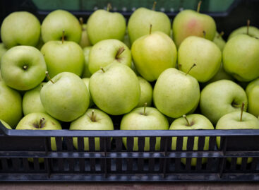 Hungarian apple producers are in trouble