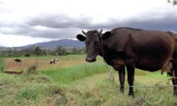 Global supply outlook favourable for key food commodities