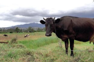 Global supply outlook favourable for key food commodities