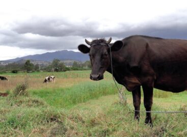 Global supply outlook favourable for key food commodities