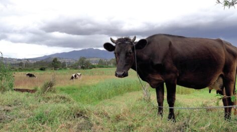 Global supply outlook favourable for key food commodities