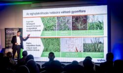 Stable above 700 thousand hectares: domestic sunflower cultivation continues to strengthen