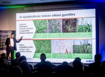 Stable above 700 thousand hectares: domestic sunflower cultivation continues to strengthen