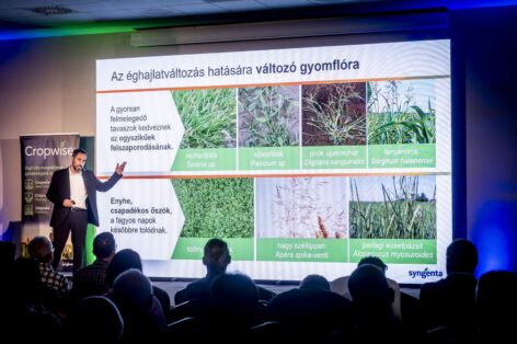 Stabilan 700 ezer hektár felett: tovább erősödik a hazai napraforgó-termesztés