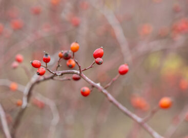 New perspectives in domestic rosehip cultivation