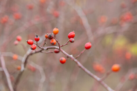 New perspectives in domestic rosehip cultivation