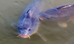 Agroinform: idén sem drágul a karácsonyi hal