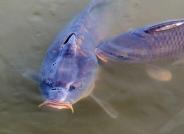 Agroinform: Christmas fish won’t be more expensive this year either