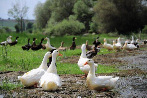 Többletforrással segíti a kormány a víziszárnyas-tartókat a madárinfluenza megelőzésében