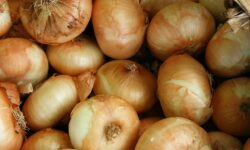 Onions have become much more expensive