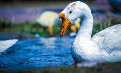 Jó hír: nem lesz hiány libamájból