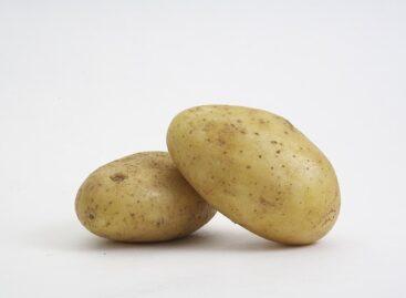 Potato imports have increased, France remains the main supplier