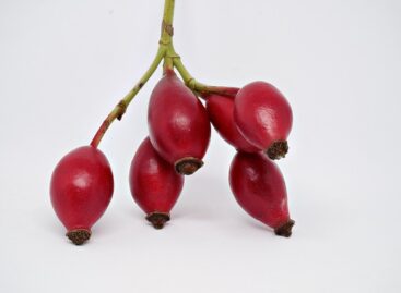 New perspectives in rosehip cultivation