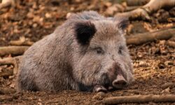 Afrikai sertéspestist azonosítottak elhullott vaddisznóban a Szentendrei-szigeten