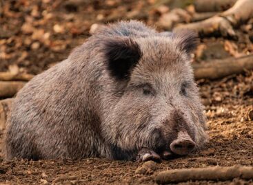 Afrikai sertéspestist azonosítottak elhullott vaddisznóban a Szentendrei-szigeten