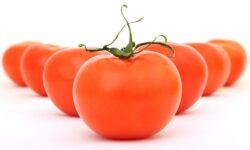 Emelkedett a paradicsom ára