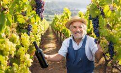 Tovább csökkennek a szőlő- és bortermelők adminisztrációs terhei
