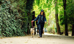 Kärcher’s “Clean Shelter” public vote has closed – three animal shelters have received support in the company’s new social responsibility program