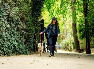 Kärcher’s “Clean Shelter” public vote has closed – three animal shelters have received support in the company’s new social responsibility program