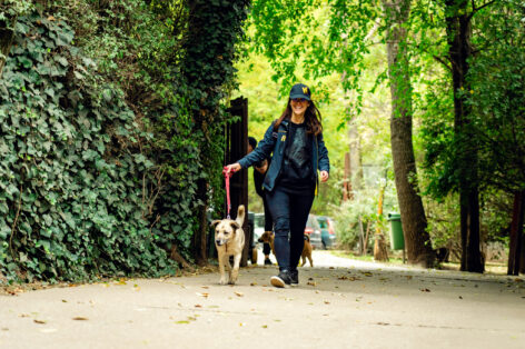 Kärcher’s “Clean Shelter” public vote has closed – three animal shelters have received support in the company’s new social responsibility program