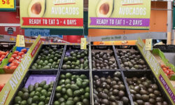 Avokadó van és lesz! – A nap képe