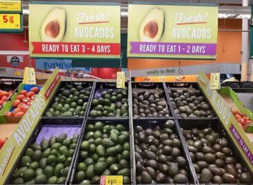 (HU) Avokadó van és lesz! – A nap képe