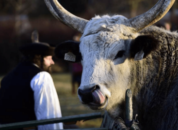 FAO: 2026 is the International Year of Rangelands and Pastoralists