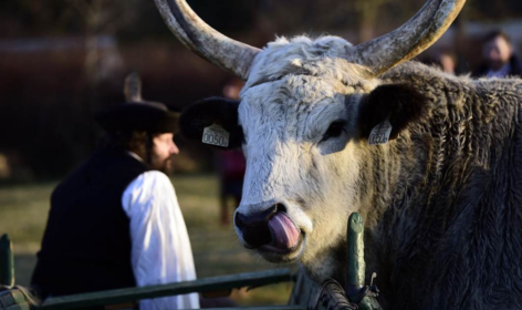 FAO: 2026 a Legelők és Pásztorok Nemzetközi Éve