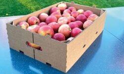 New, sustainable corrugated board box from Dunapack – a modern solution for fruit and vegetable packaging
