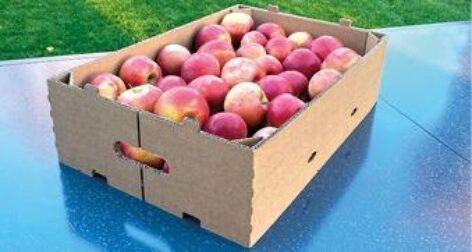 Új, fenntartható hullámpapír rekesz a Dunapacktól – korszerű megoldás a zöldség-gyümölcs csomagolásban