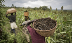 New FAO publication reminds us of the finite nature of food production resources